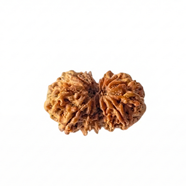 55Carat Kies je originele Rudraksha gecertificeerde 1 tot 13 Mukhi Ganesha Gauri Shankar verzilverde astrologische Shiva-sieraden voor mannen en vrouwen, Hout, Rudraksha 55Carat Kies je originele Rudraksha gecertificeerde 1 tot 13 Mukhi Ganesha Gauri Shankar verzilverde astrologische Shiva-sieraden voor mannen en vrouwen, Hout, Rudraksha