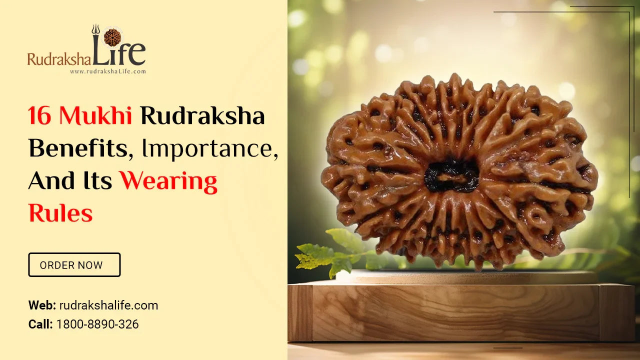 16 Mukhi Rudraksha Benefits, Importance, And Its Wearing Rules