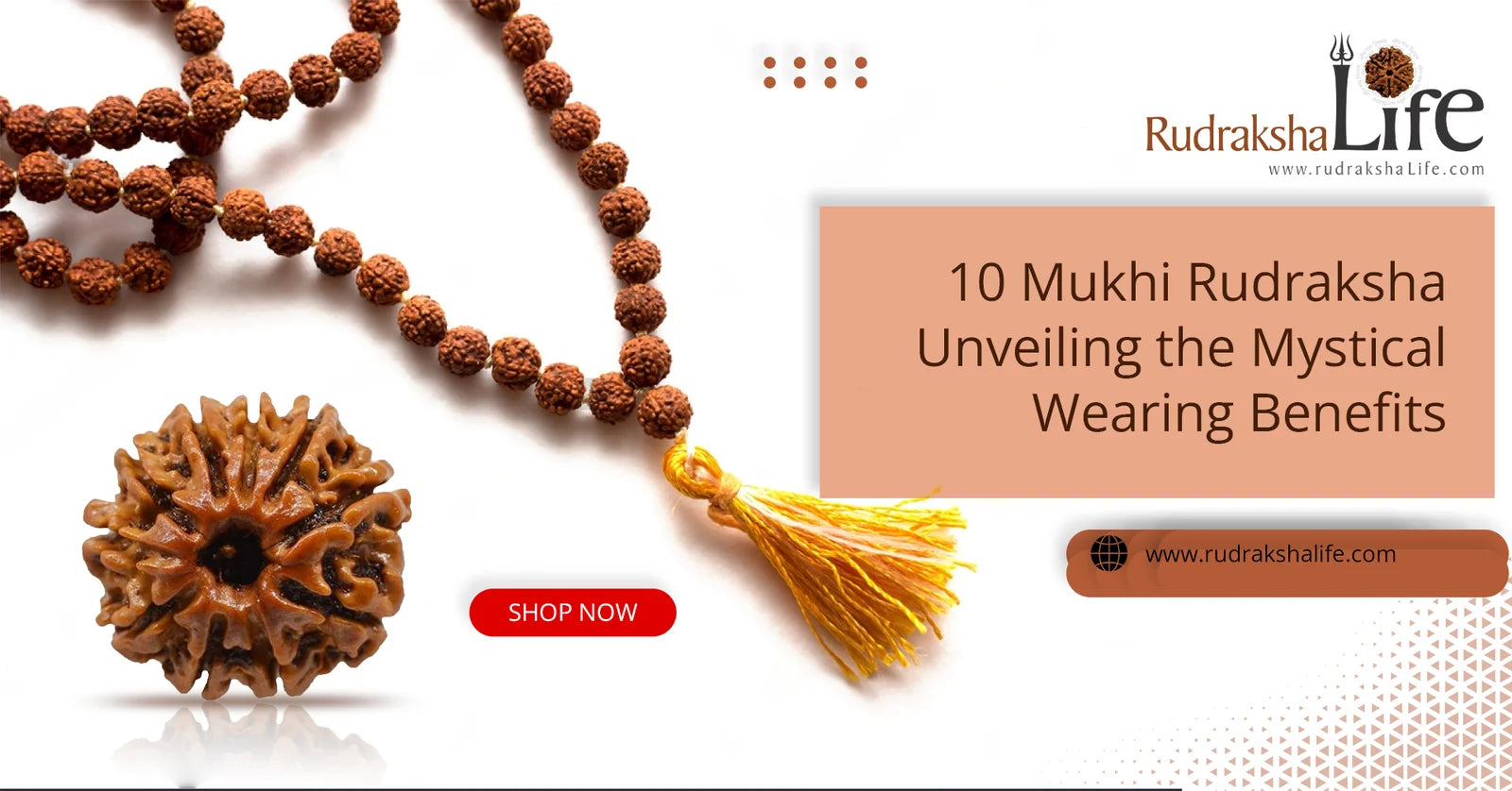 10 Mukhi Rudraksha: Unveiling the Mystical Wearing Benefits