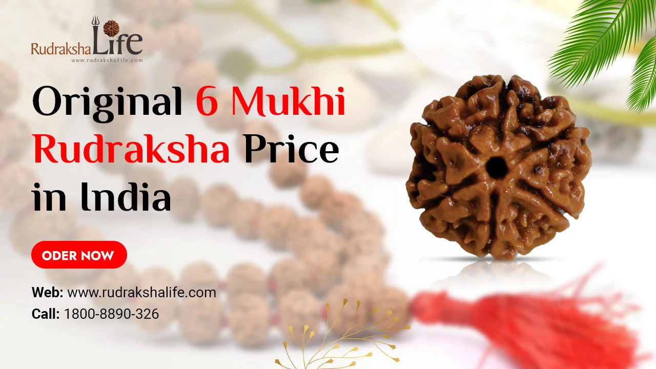 Original 6 Mukhi Rudraksha Price in India