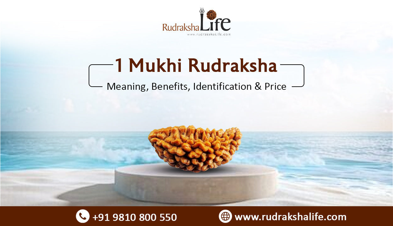 1 Mukhi Rudraksha: Meaning, Benefits, Identification & Price