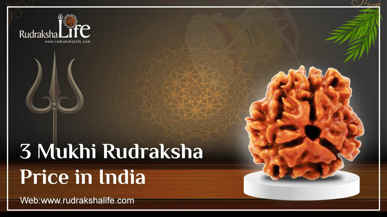 3 Mukhi Rudraksha Price in India