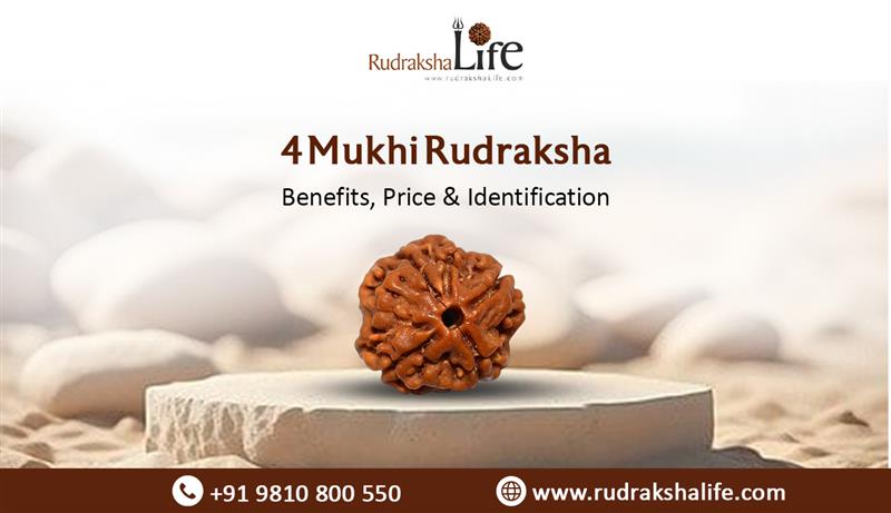 4 Mukhi Rudraksha – Benefits, Price & Identification