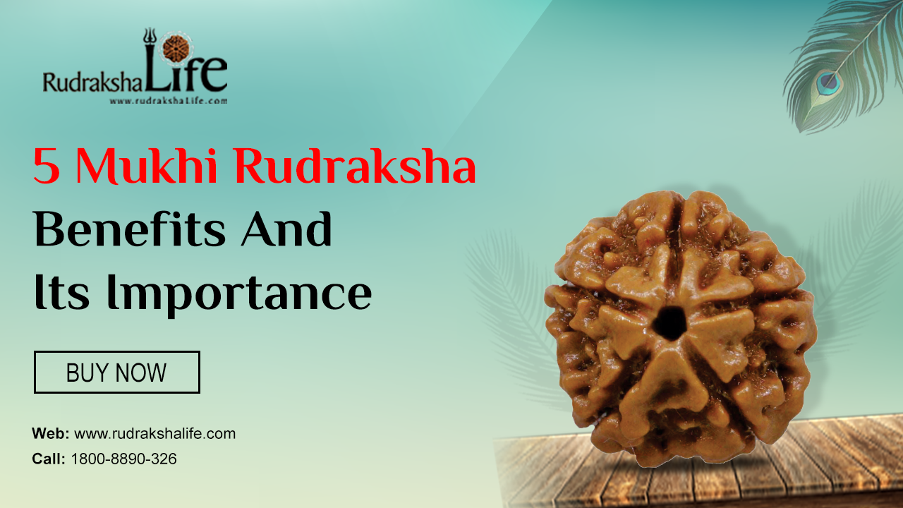 5 Mukhi Rudraksha Benefits And Its Importance