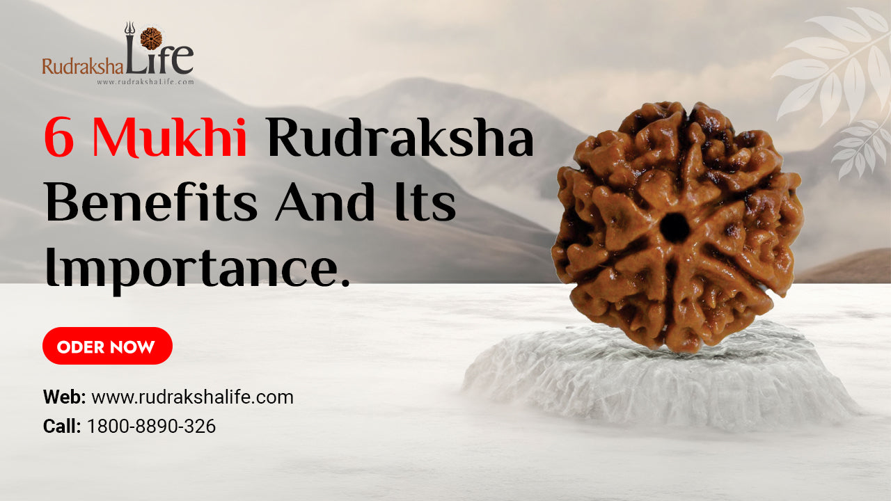 6 Mukhi Rudraksha Benefits And Its Importance