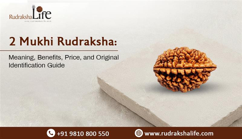 2 Mukhi Rudraksha: Meaning, Benefits, Price, and Original Identification Guide