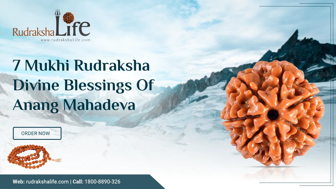 7 Mukhi Rudraksha – Divine Blessings Of Anang Mahadeva