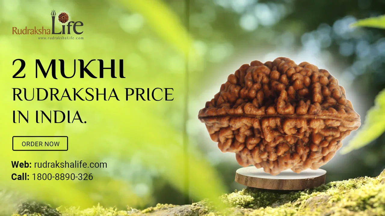 2 Mukhi Rudraksha Price in India