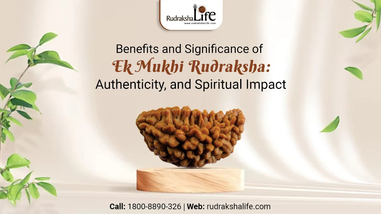 Benefits and Significance of Ek Mukhi Rudraksha: Authenticity, and Spiritual Impact
