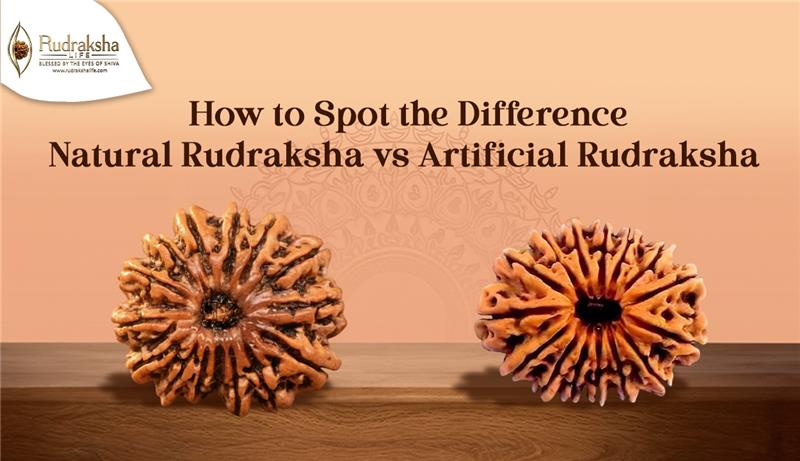 Natural Rudraksha vs Artificial Rudraksha: How to Spot the Difference