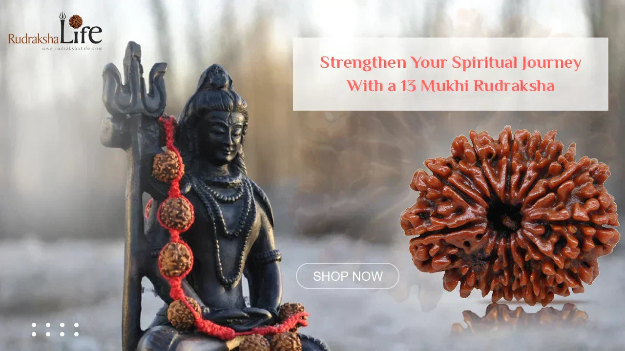 13 Mukhi Rudraksha Strengthen Your Spiritual Journey