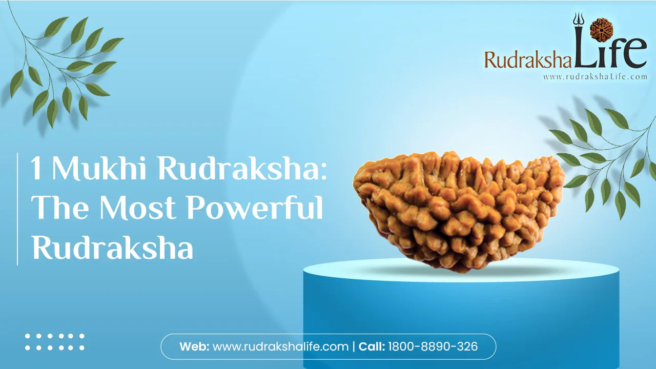 1 Mukhi Rudraksha: The Most Powerful Rudraksha