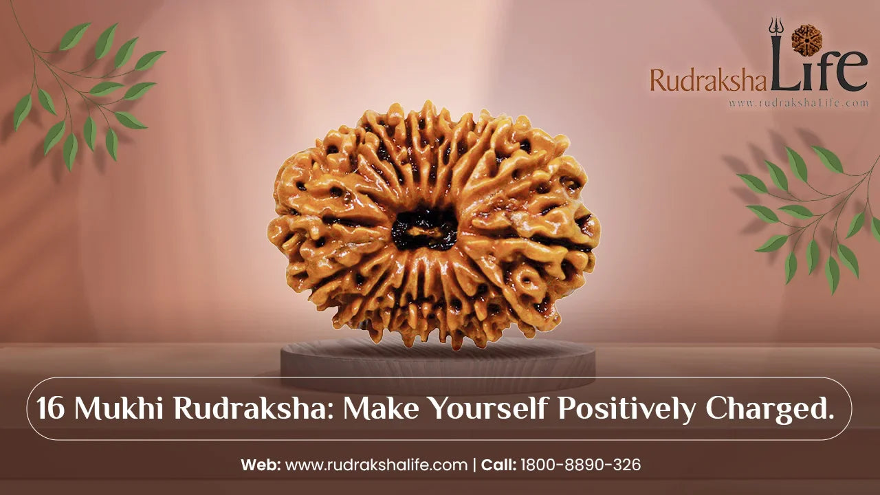 16 Mukhi Rudraksha: Make Yourself Positively Charged