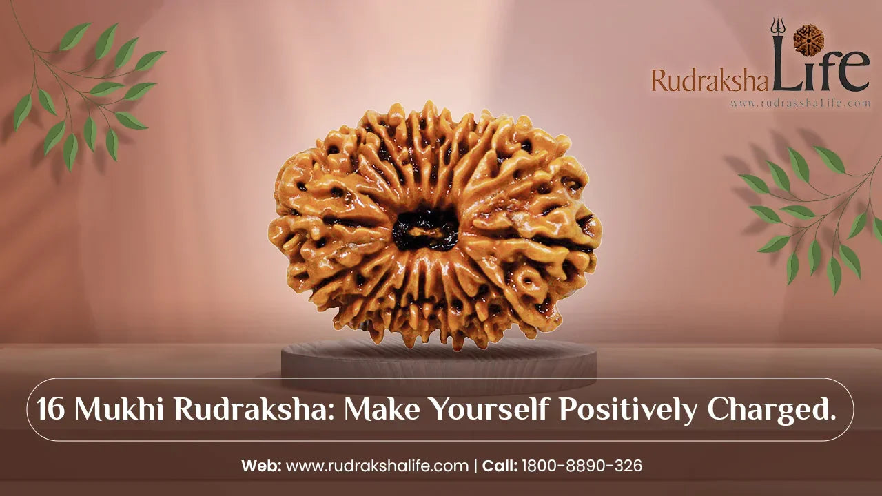16 Mukhi Rudraksha: Make Yourself Positively Charged