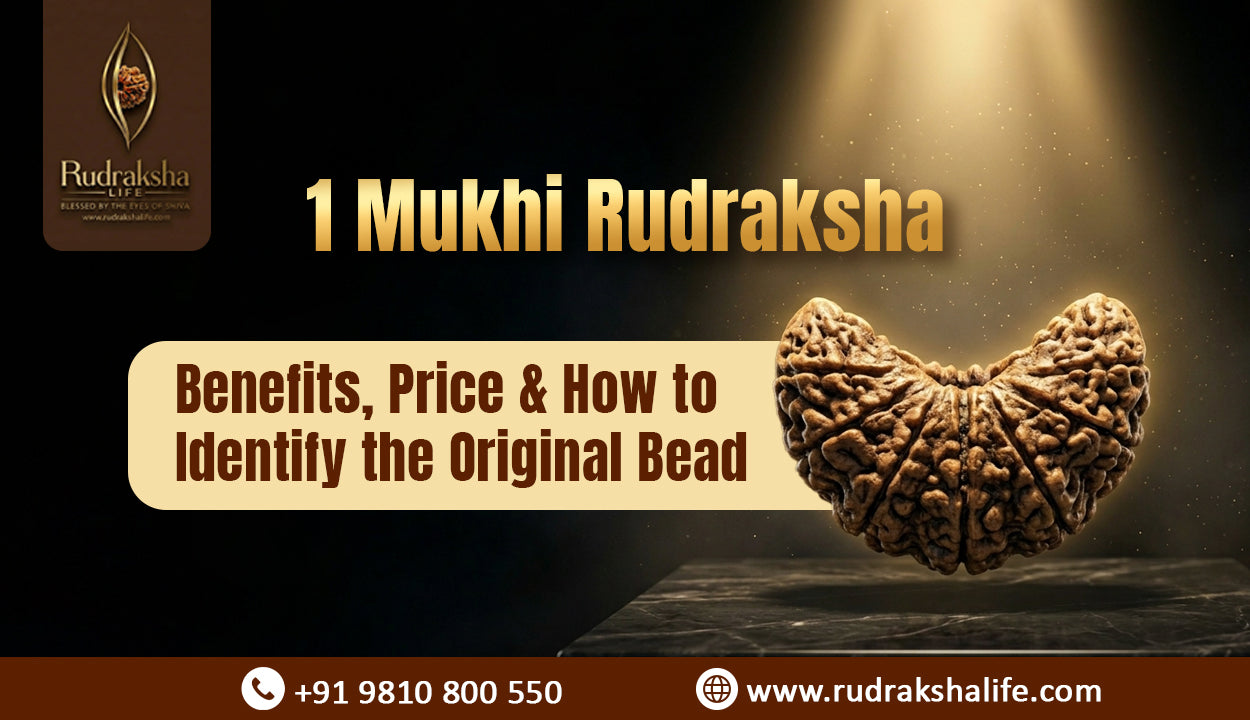 1 Mukhi Rudraksha – Benefits, Price & How to Identify the Original Bead