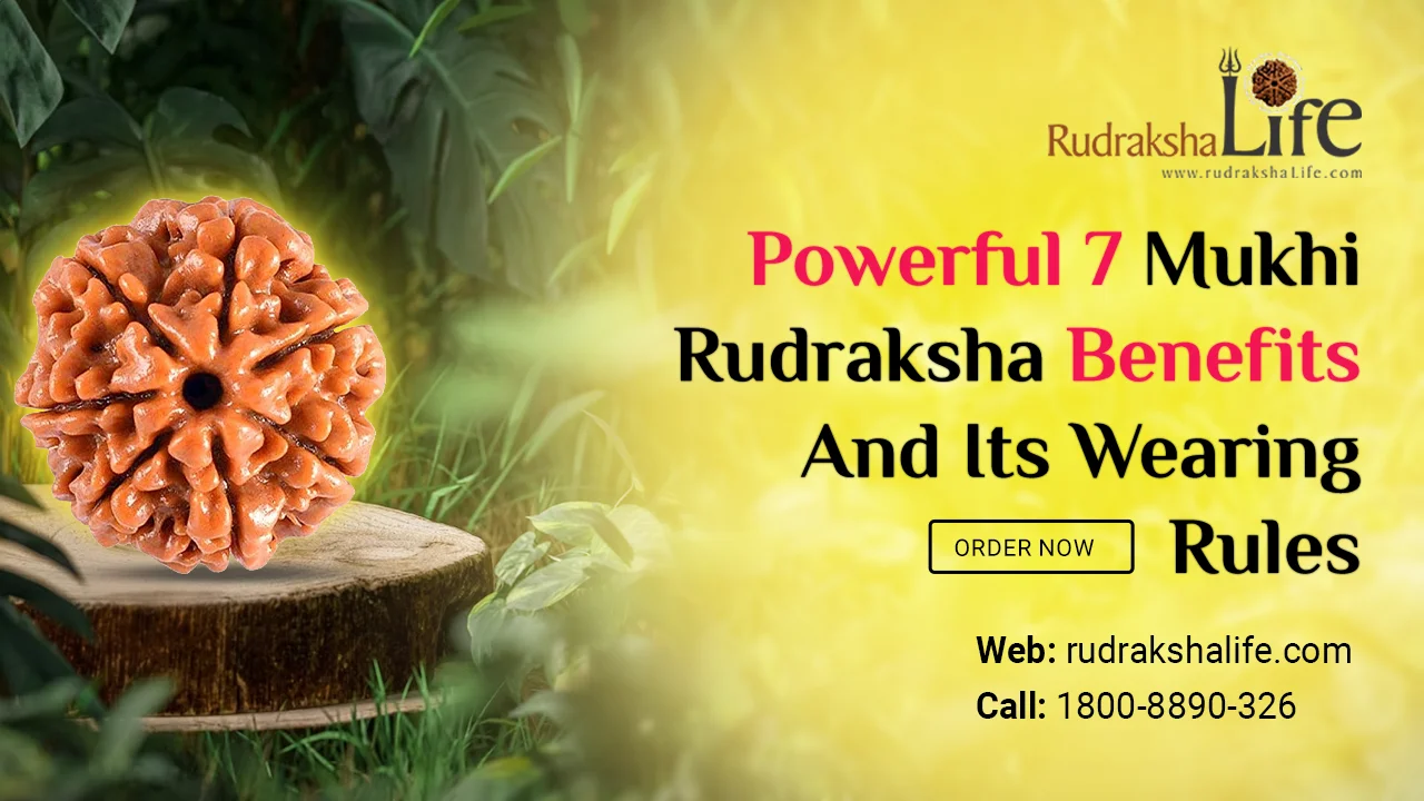 Powerful 7 Mukhi Rudraksha Benefits And Its Wearing Rules