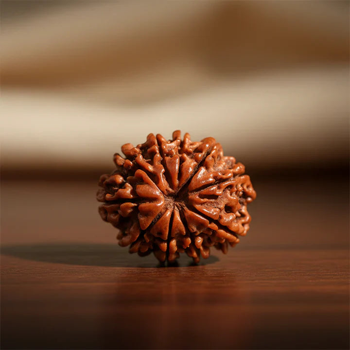 10 Mukhi Rudraksha