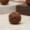 13 Mukhi Rudraksha