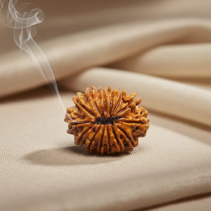 14 Mukhi Rudraksha