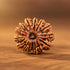 15 Mukhi Rudraksha