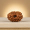 16 Mukhi Rudraksha