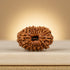 16 Mukhi Rudraksha