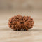 19 Mukhi Rudraksha