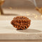 2 Mukhi Rudraksha