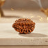 2 Mukhi Rudraksha