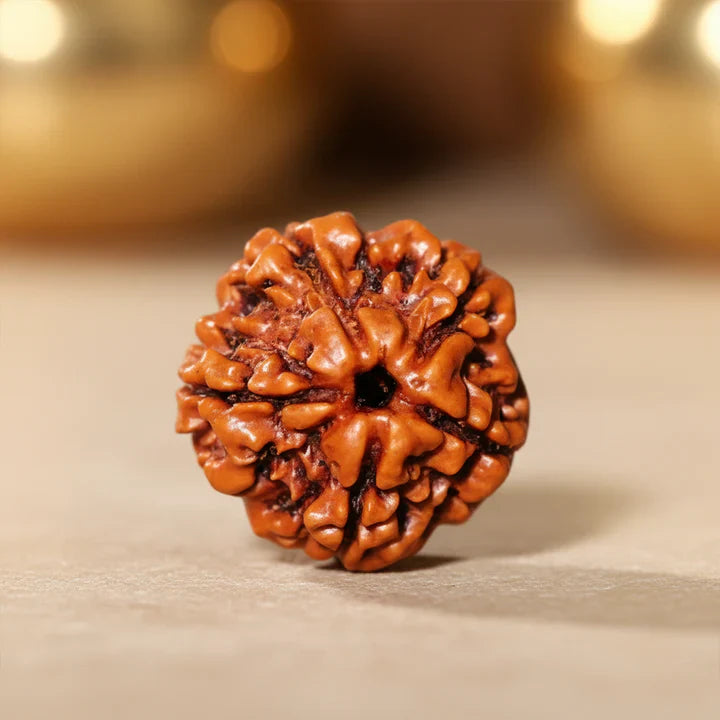 5 Mukhi Rudraksha