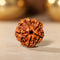 5 Mukhi Rudraksha