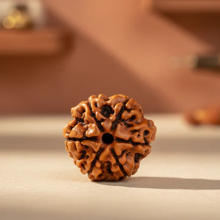 6 Mukhi Rudraksha
