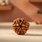 6 Mukhi Rudraksha