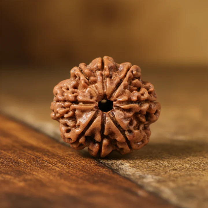 8 Mukhi Rudraksha