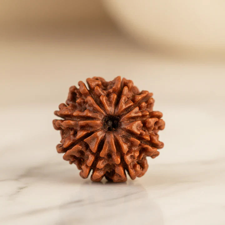 9 Mukhi Rudraksha