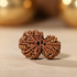 Garbh Gauri Rudraksha