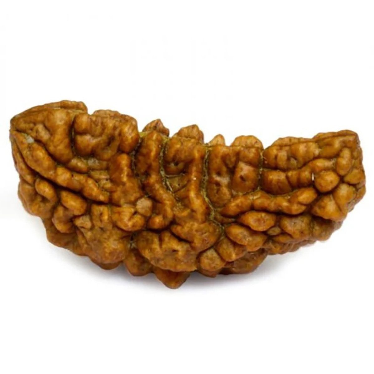 1 Mukhi Kaju Rudraksh (Premium) North Indian