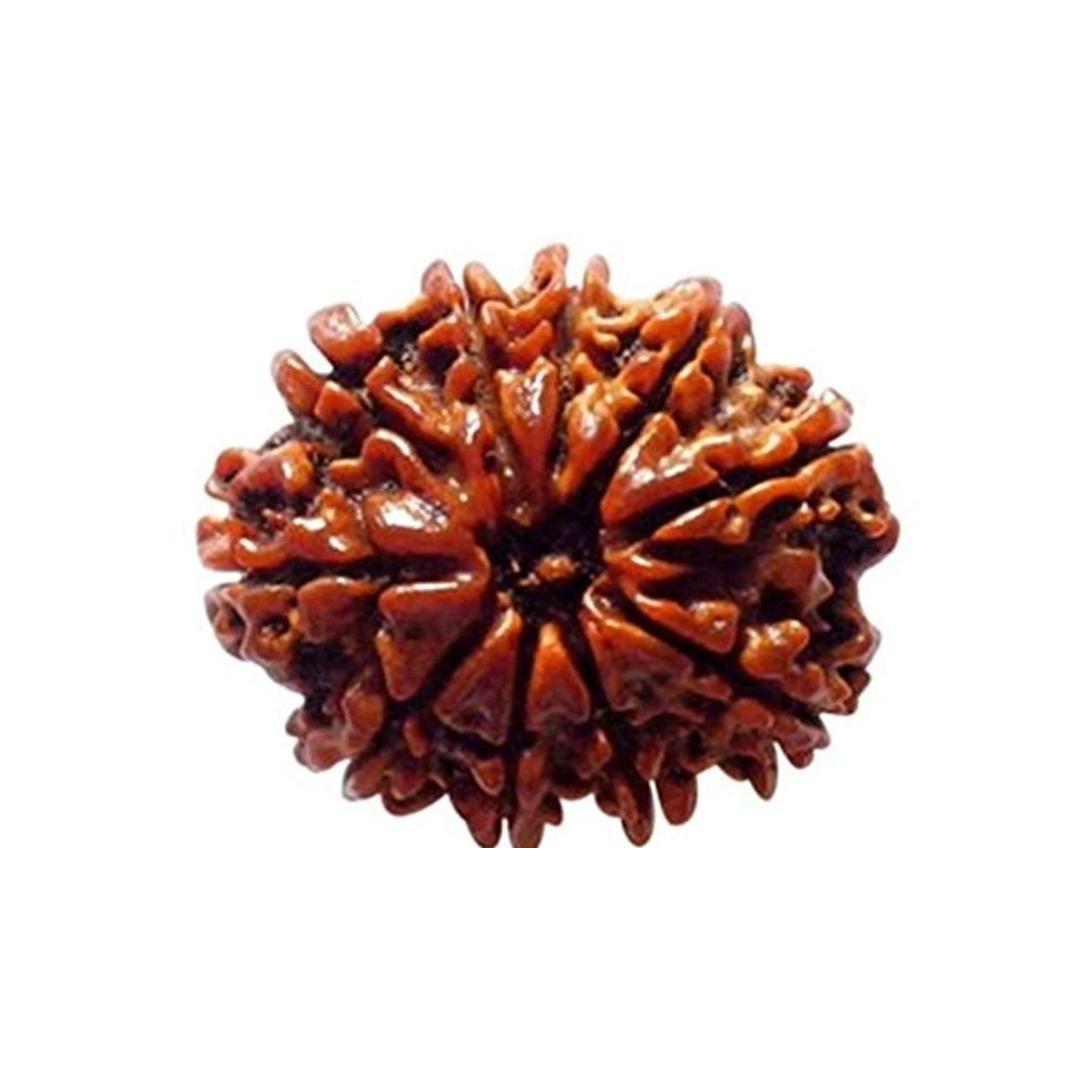10 MUKHI RUDRAKSHA Unique
