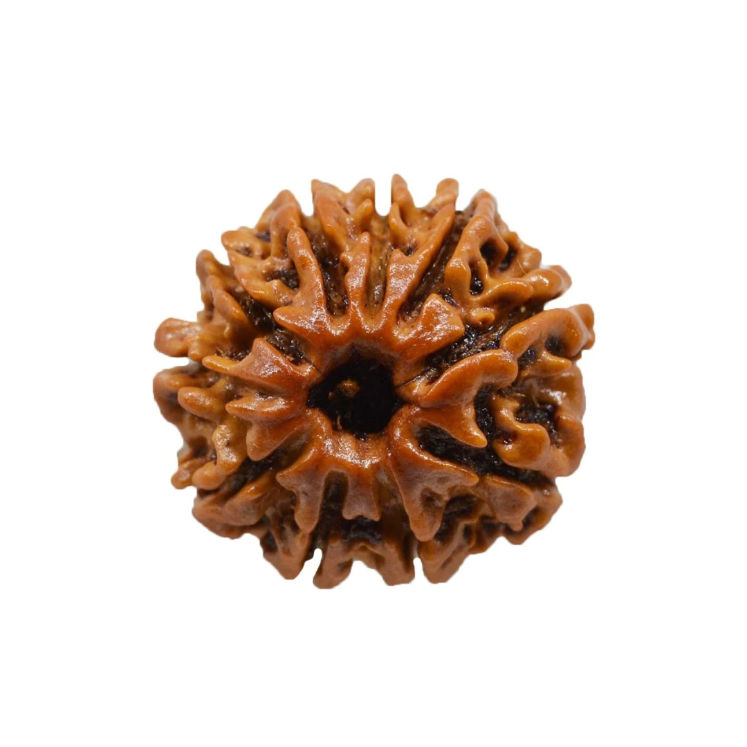 10 MUKHI RUDRAKSHA Collector