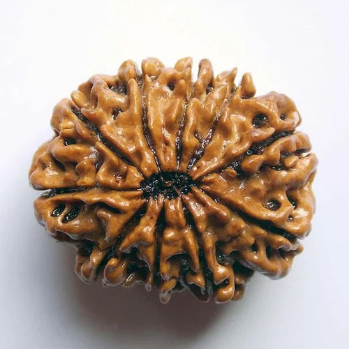 10 Mukhi Rudraksh (Regular) Indonesia