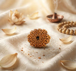 10 Mukhi Rudraksha Nepal Premium
