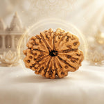 10 Mukhi Rudraksha Nepal Regular
