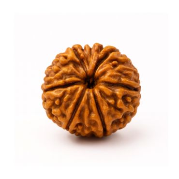 10 MUKHI RUDRAKSHA Premium