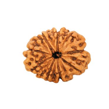 10 MUKHI RUDRAKSHA Regular
