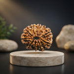 10 Mukhi Rudraksh (Regular) Indonesia