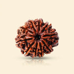 10 Mukhi Rudraksh (Unique) Indonesia