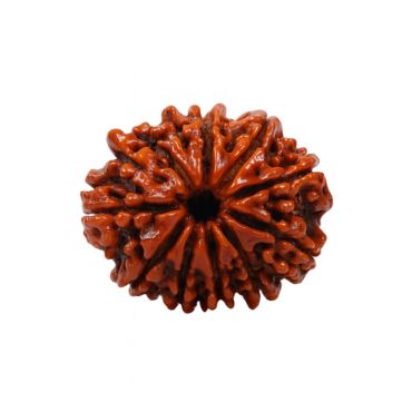 10 MUKHI RUDRAKSHA Unique