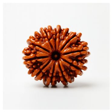 11 MUKHI RUDRAKSHA Collector