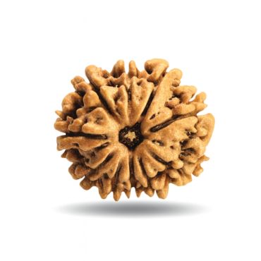 11 MUKHI RUDRAKSHA Premium