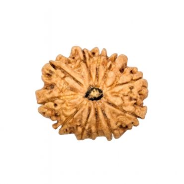 11 MUKHI RUDRAKSHA Regular